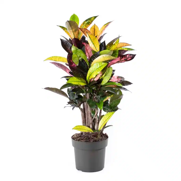 Codiaeum variegatum 'Iceton' 17 cm