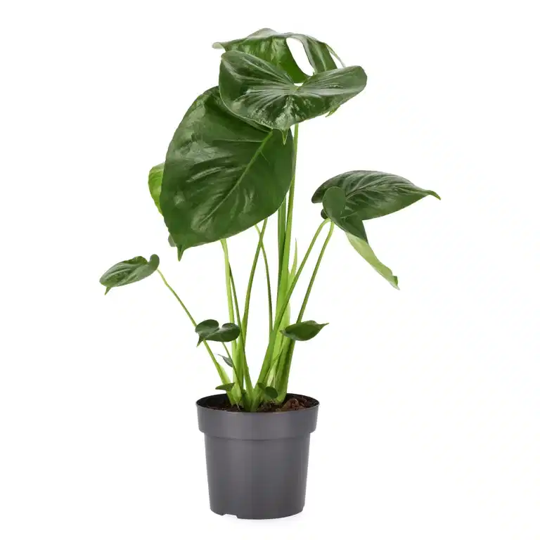 Monstera deliciosa 17 cm