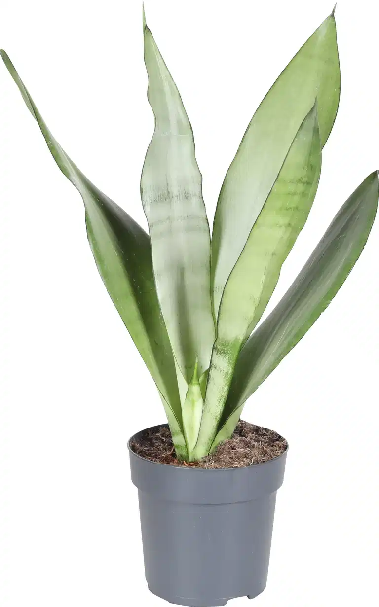 Sansevieria trifasciata 'Moonshine' 11 cm