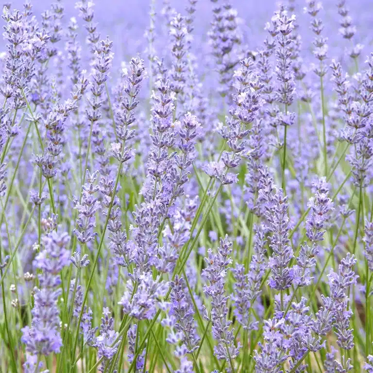 Lavandula ang. 'Felice Light Blue' 15cm
