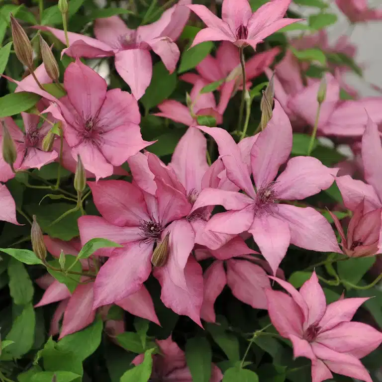 Clematis Giselle 23cm