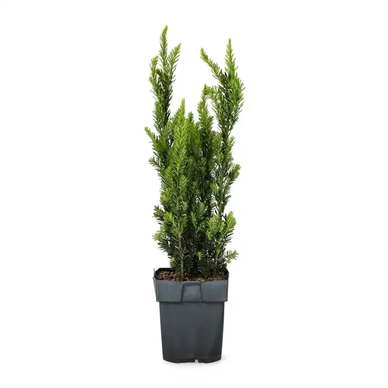 Taxus x media 'Hillii' 17cm