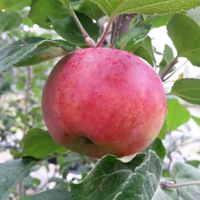 Malus domestica 'Krasnaja Rannaja' 7,5L