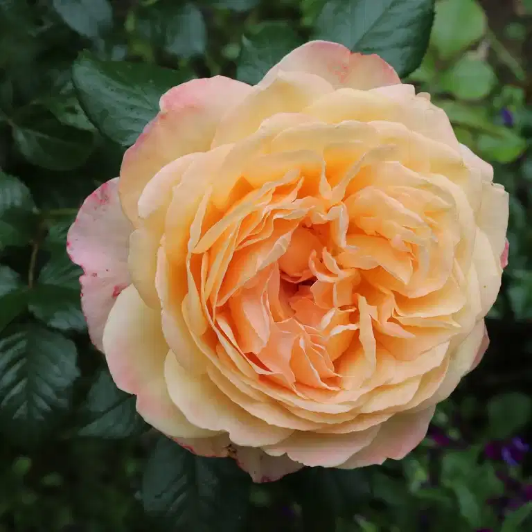 Rosa (Hybrid Tea Rose Group) CAPRI® 23cm