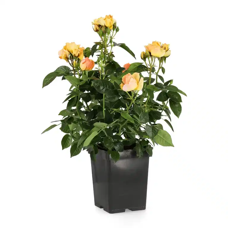 Rosa 'Hansestadt Rostock' 23cm