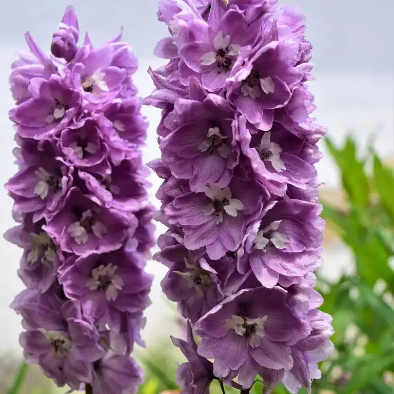 Delphinium 'Delgenius' 19 cm