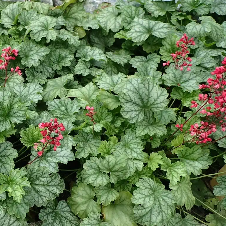 Heuchera Indian Summer 'Berry Timeless' 19cm