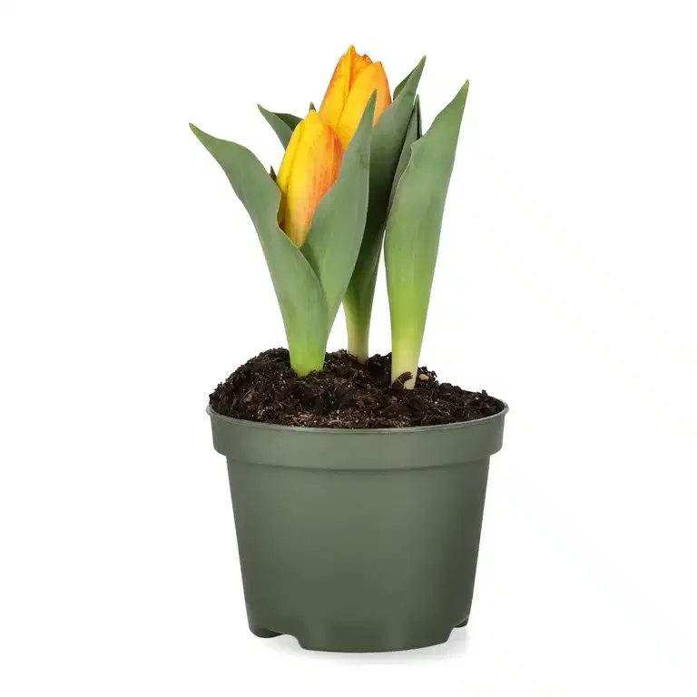 Tulipa 'Flair' 10,5 cm