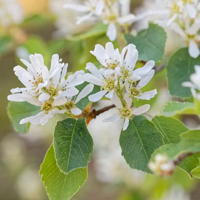 Amelanchier spicata fk Falun E 3,5L