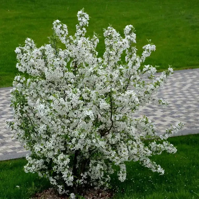 Malus tori. v. sargentii fk Eskilstuna E 5L