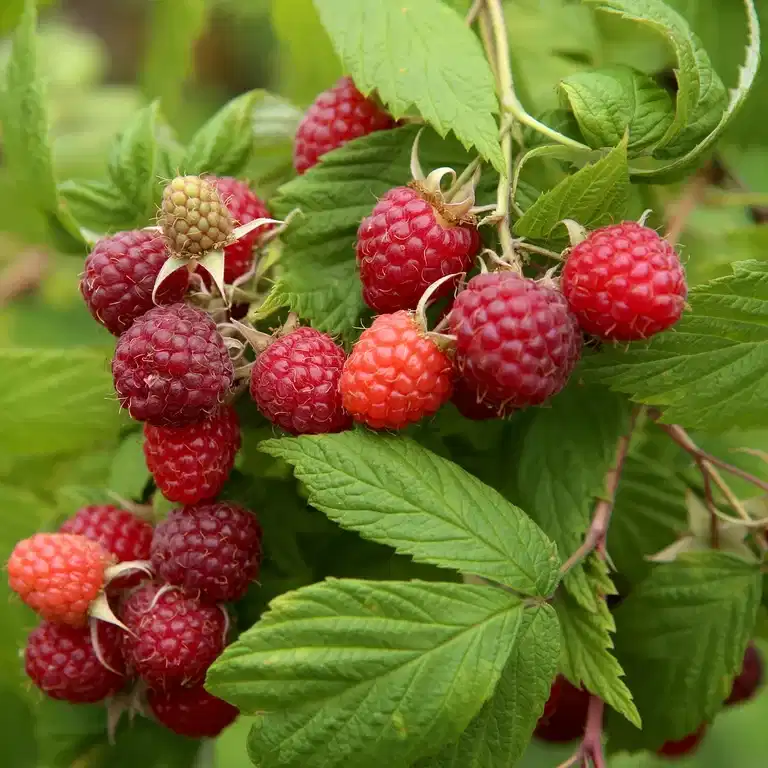 Rubus 'Mormorshallon' 2L