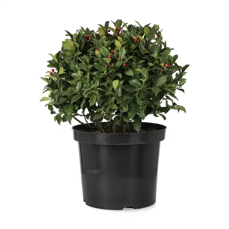Ilex meserveae 'Blue Maid' 28 cm