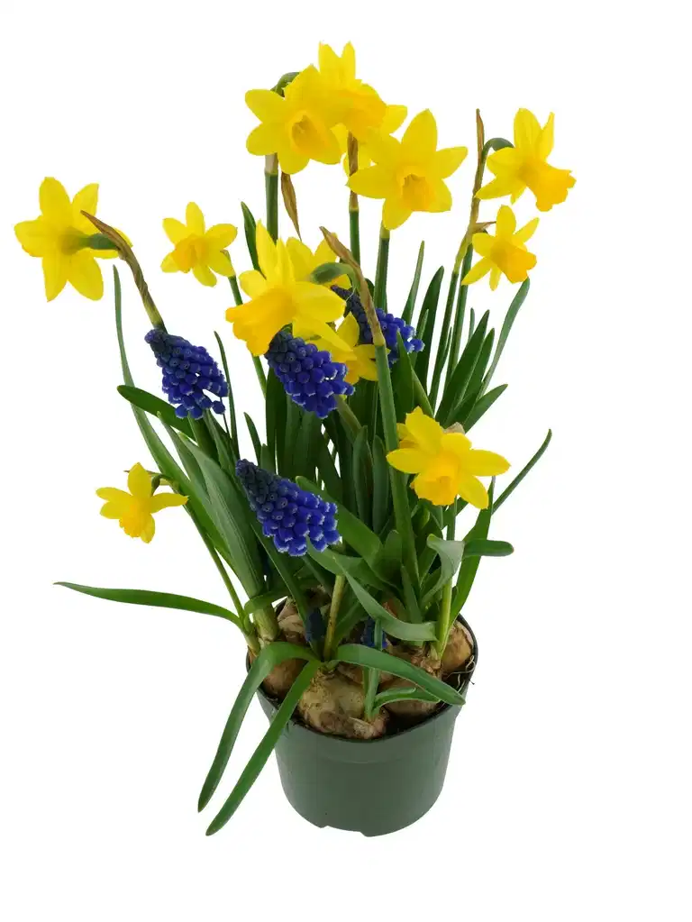 Narsissus Romantic G. 12 cm