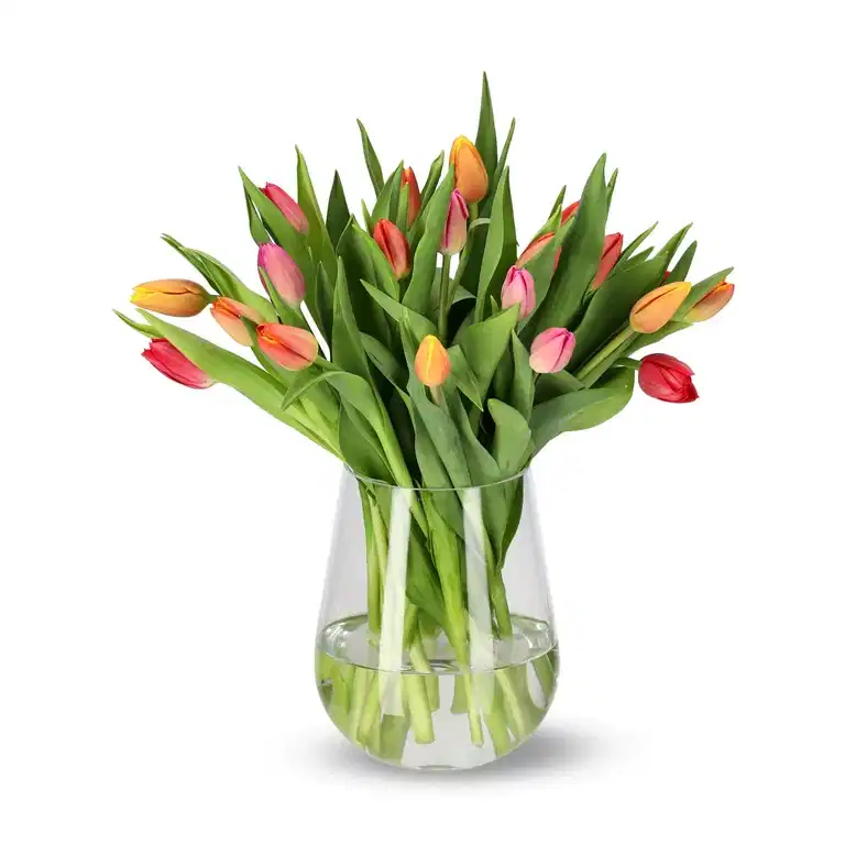 Tulips 20 pack mix SE