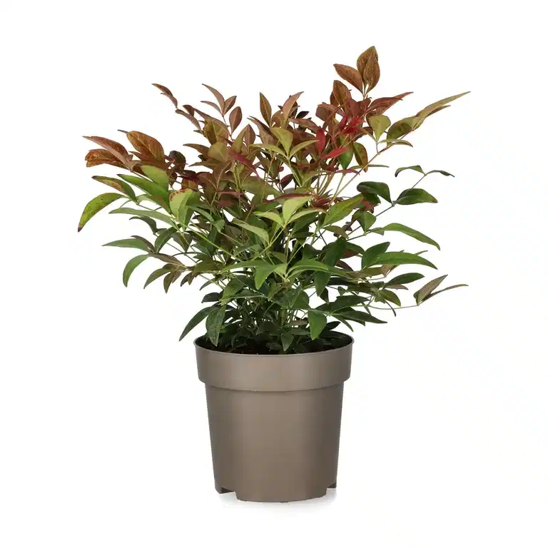 Nandina domestica 'Obsessed' 11 cm