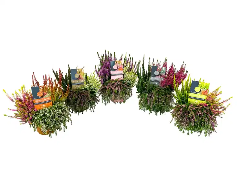 Calluna 'Beauty Belle' 13 cm