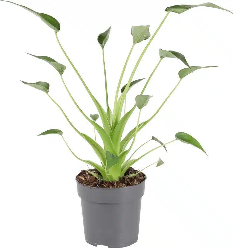 Alocasia 'Tiny Dancer' 11 cm