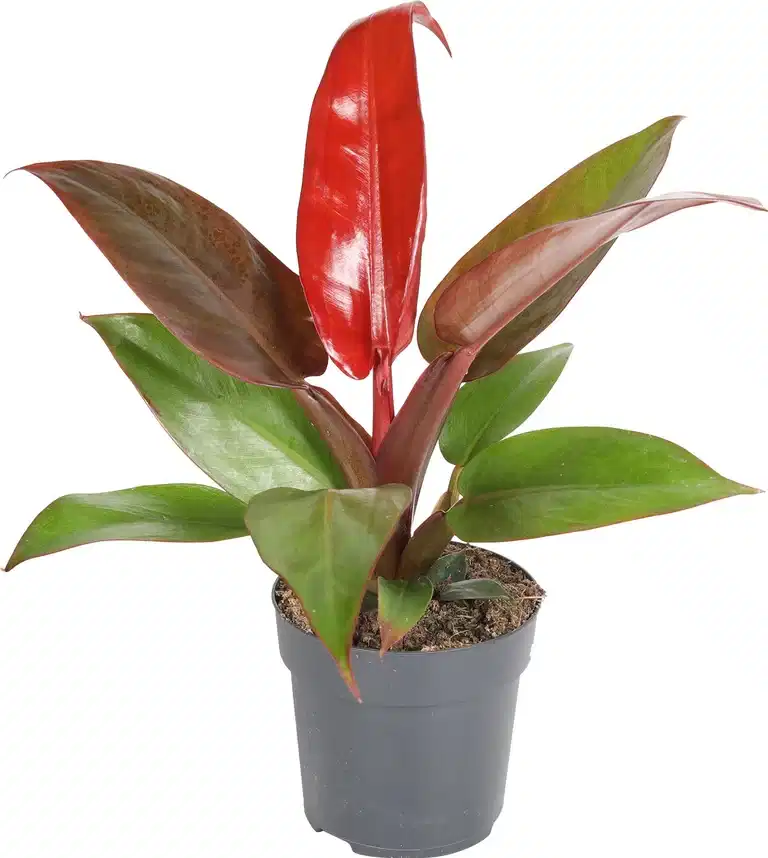 Philodendron 'Red Sun'