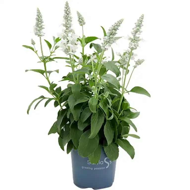 Salvia farinacea White 12 cm