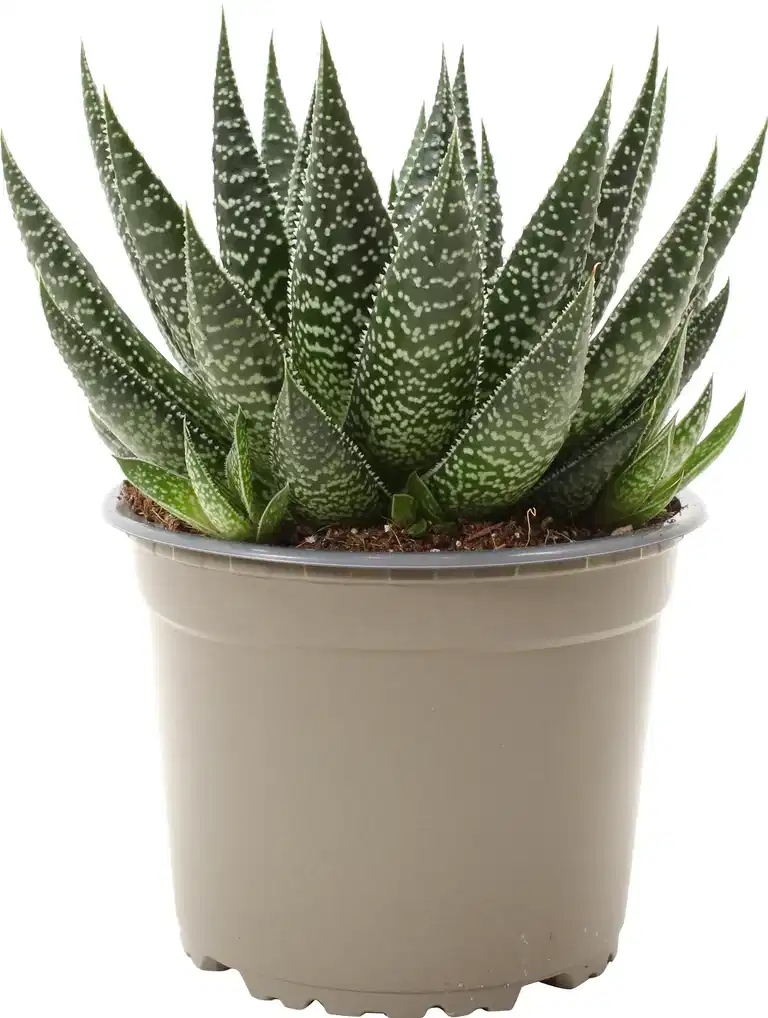 Gasteria beguinii 14 cm