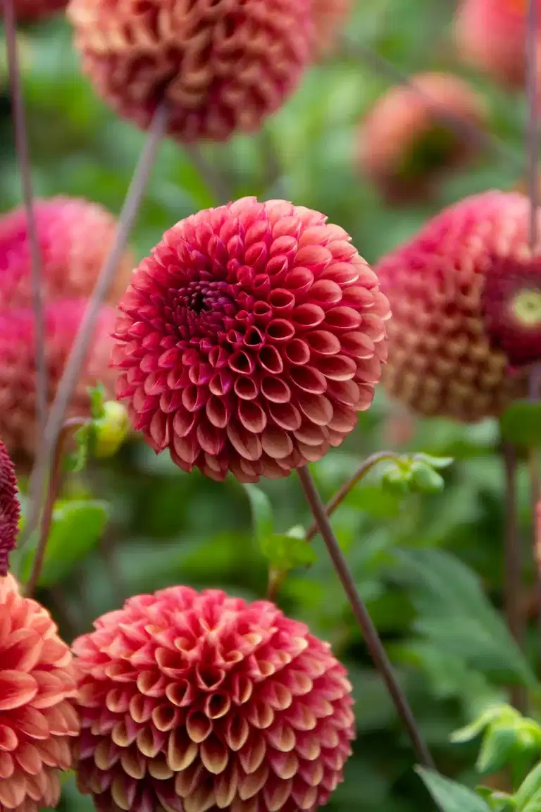 Dahlia Ball Copper Boy