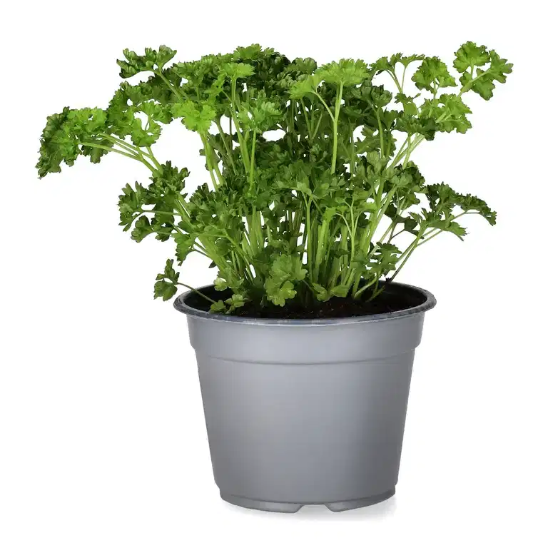 Petroselinum 14 cm