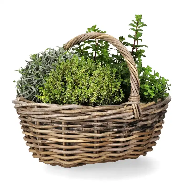 Mentha 'Mojito' 14 cm