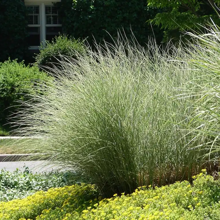 Miscanthus sinensis 'Morning Light' 19cm