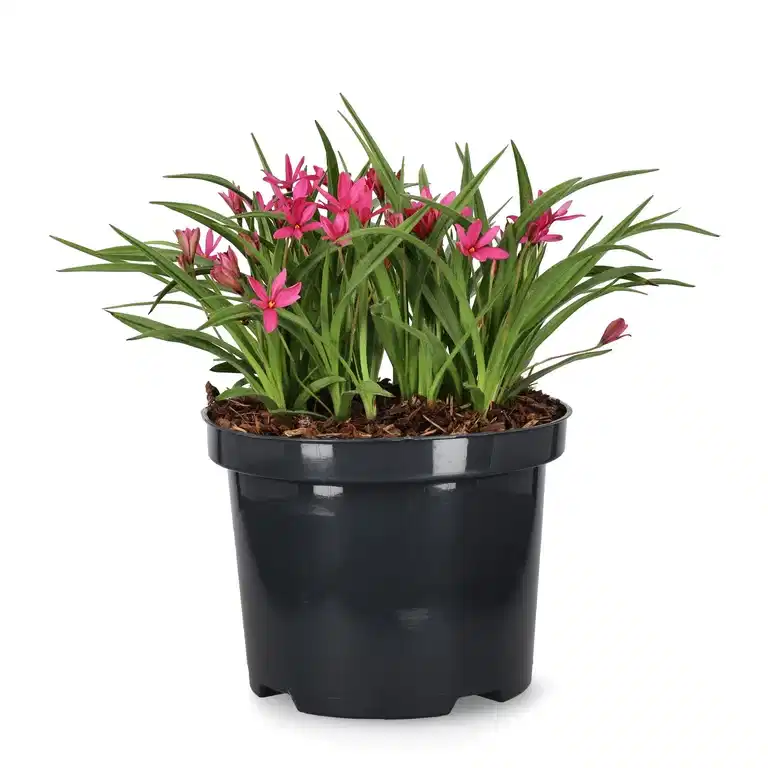 Rhodoxis 'Fairytale' 17cm