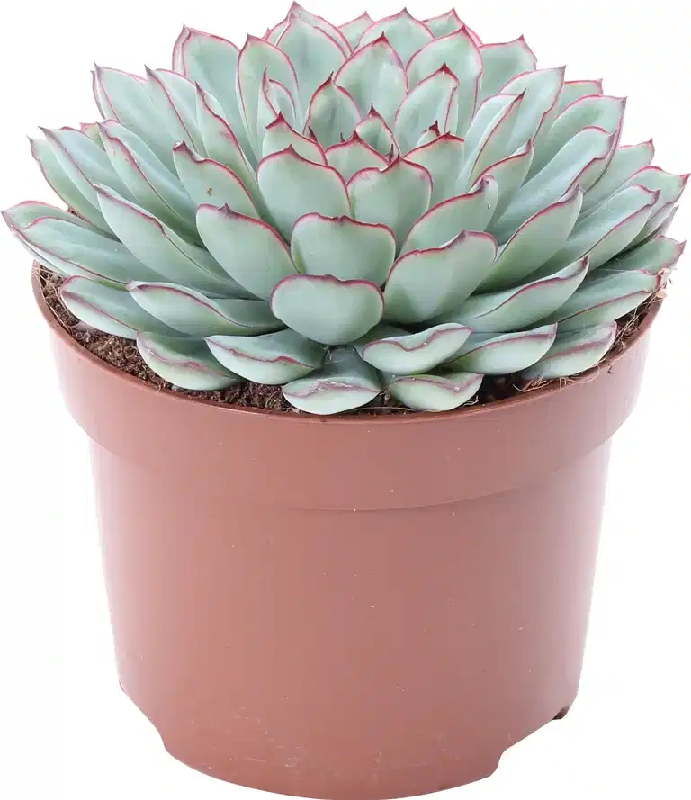 Echeveria pulidonis