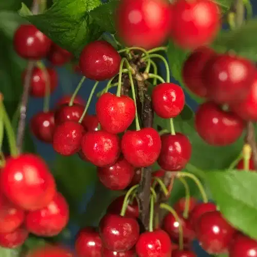 Prunus avium 'Gårdebo' E 12L