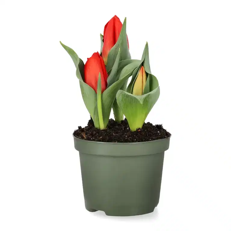 Tulipa 'Double You' 10,5 cm
