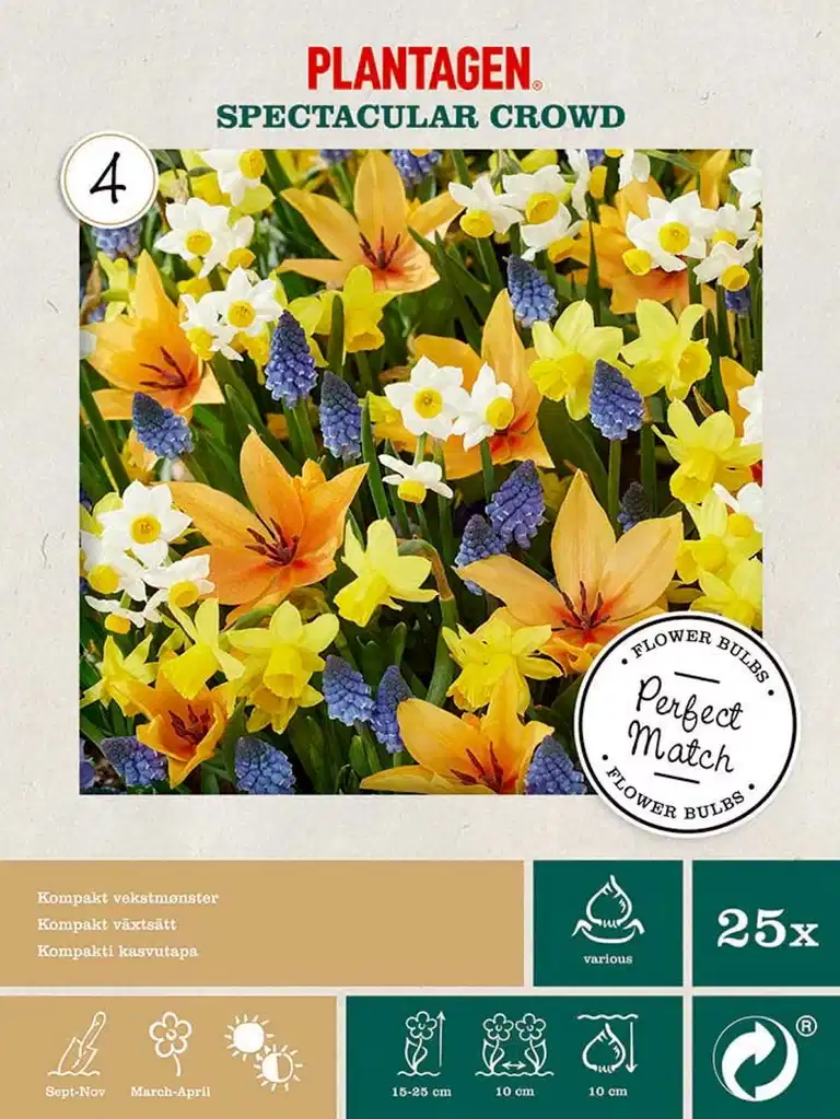 Perfect Match Spectacular Crowd