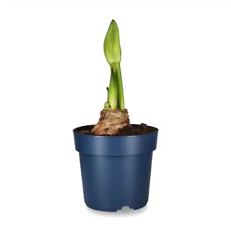 Hippeastrum 34+ 'Andes Lady'  15 cm