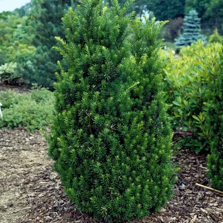Taxus x media 'Hillii' 50-60cm 23cm