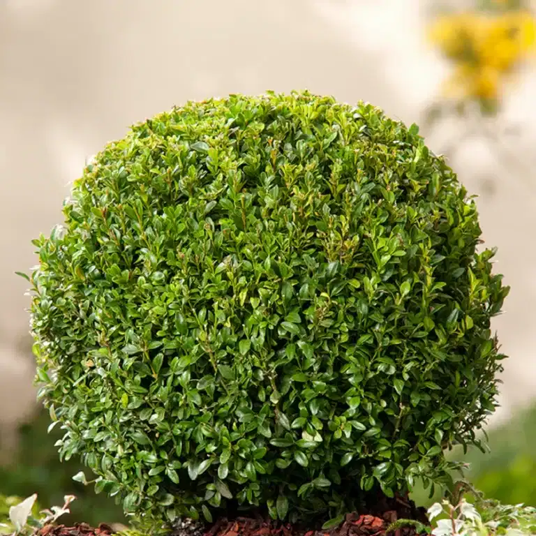 Buxus sempervirens ball Ø29-30cm
