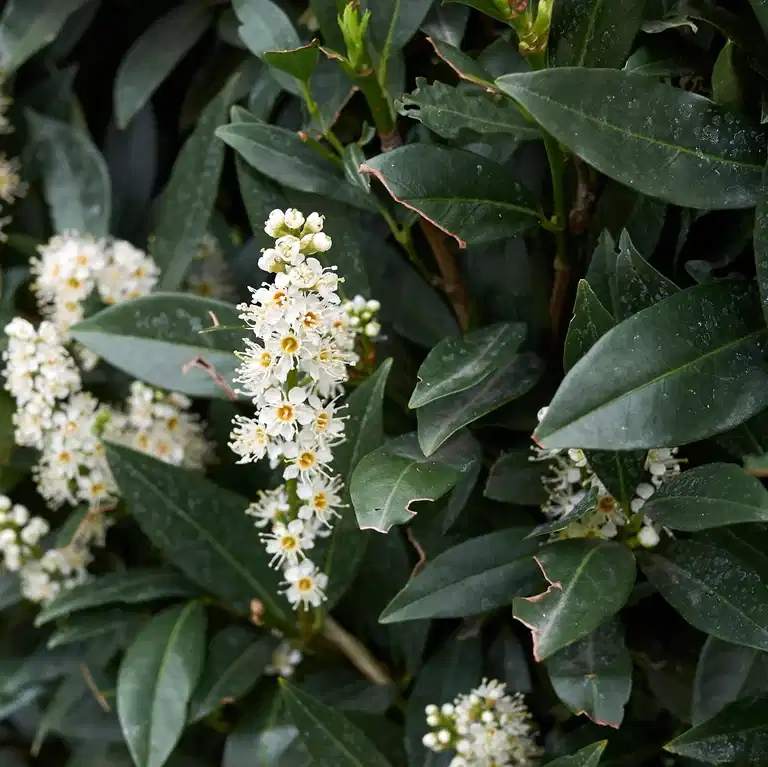 Prunus laurocerasus 'Otto Luyken' 30-40 23cm