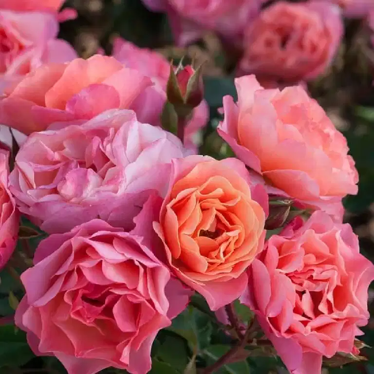 Klasblommig ros TRENDY™ FASHION®