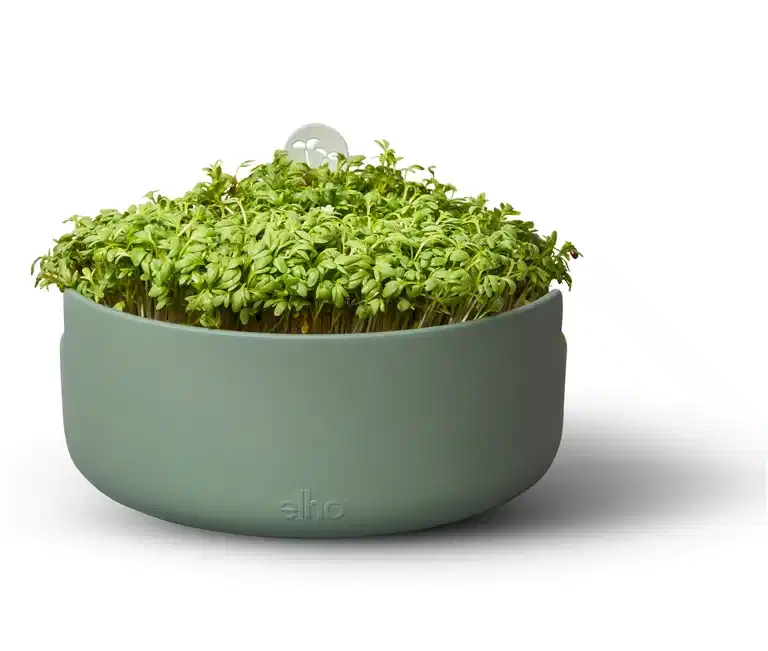 Microgreens Bowl Magic