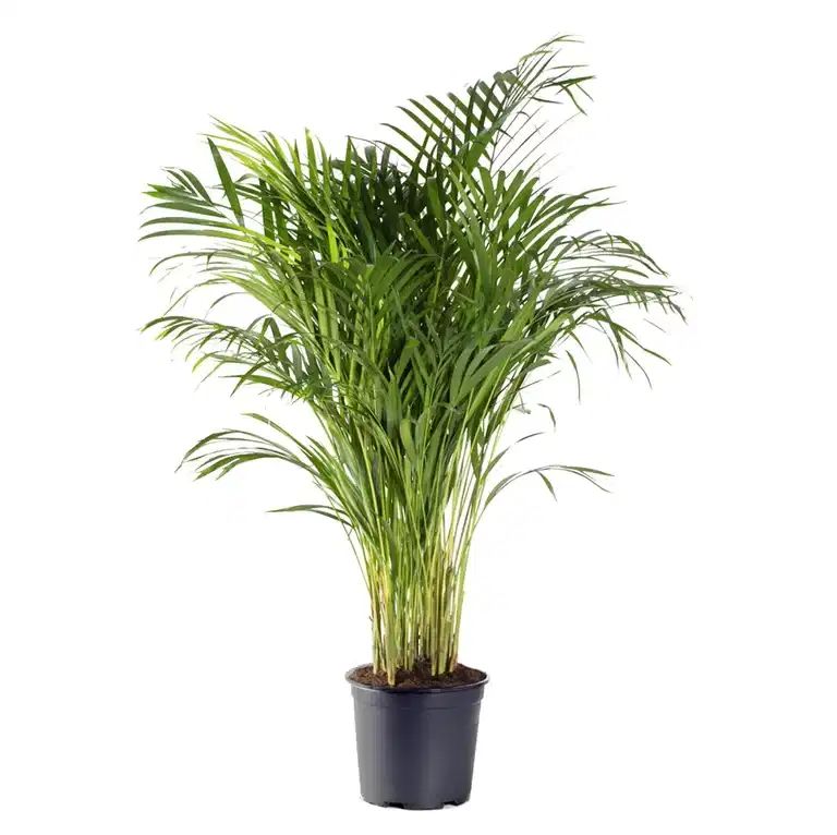 Dypsis lutescens 35 cm