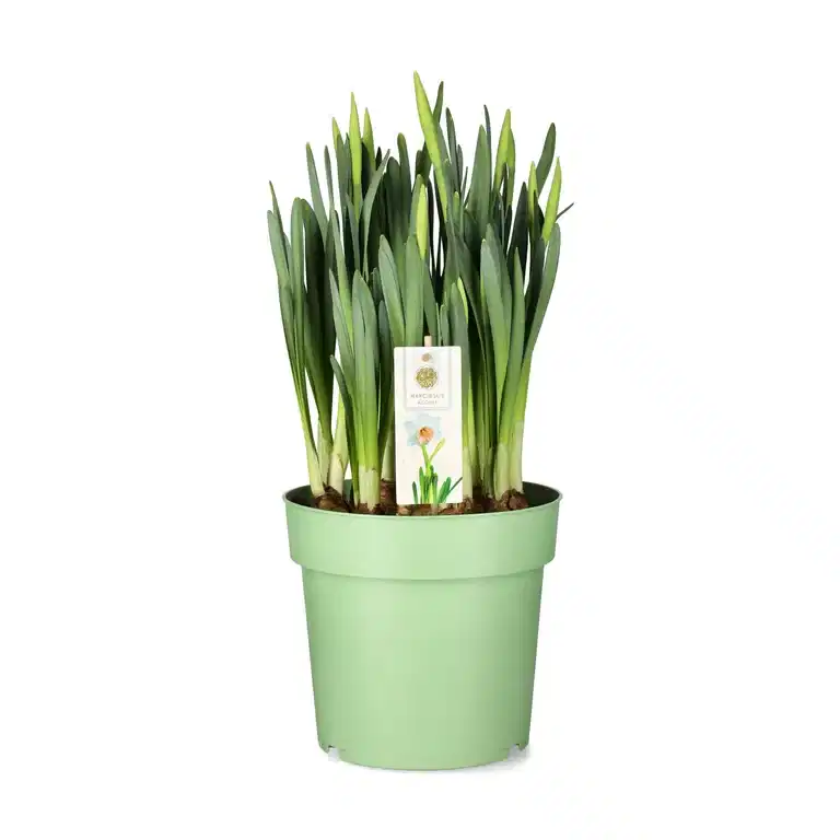 Narcissus 'Accent' 23 cm
