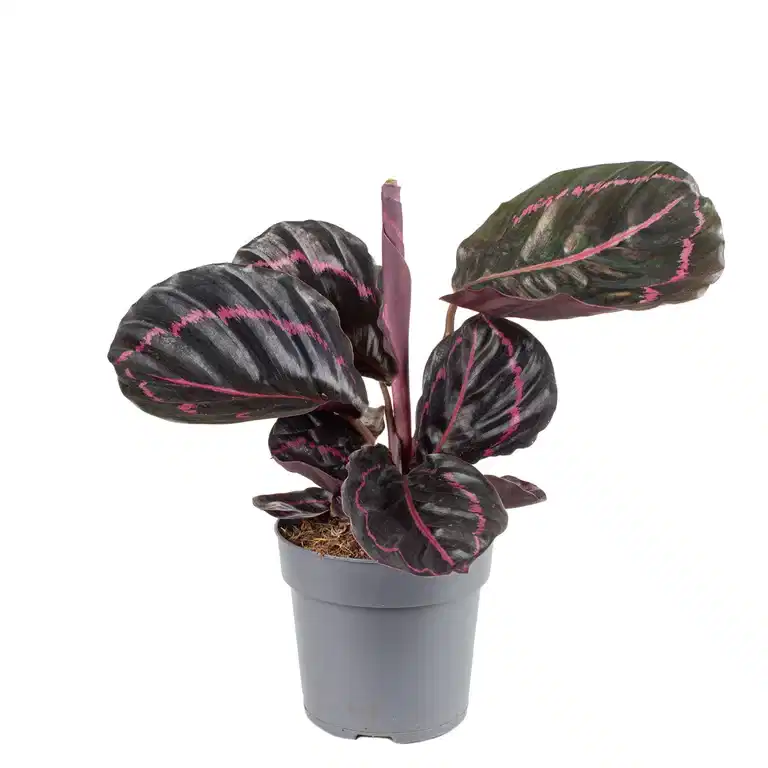Calathea 'Dottie' 11 cm