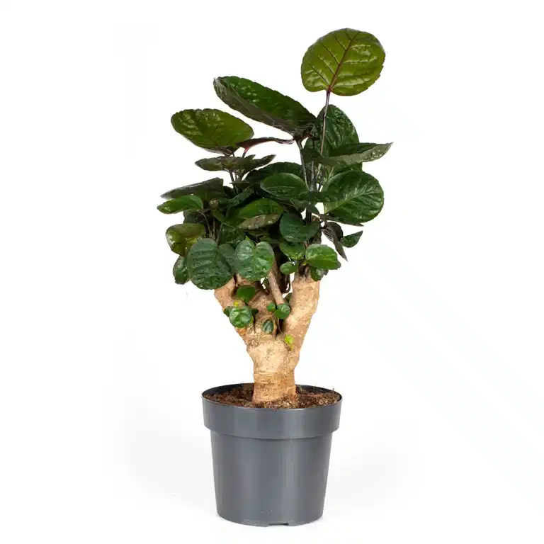 Polyscias 'Fabian' 17 cm