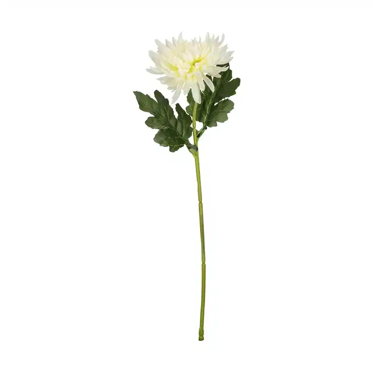 Chrysanthemum cut flower H45 cream