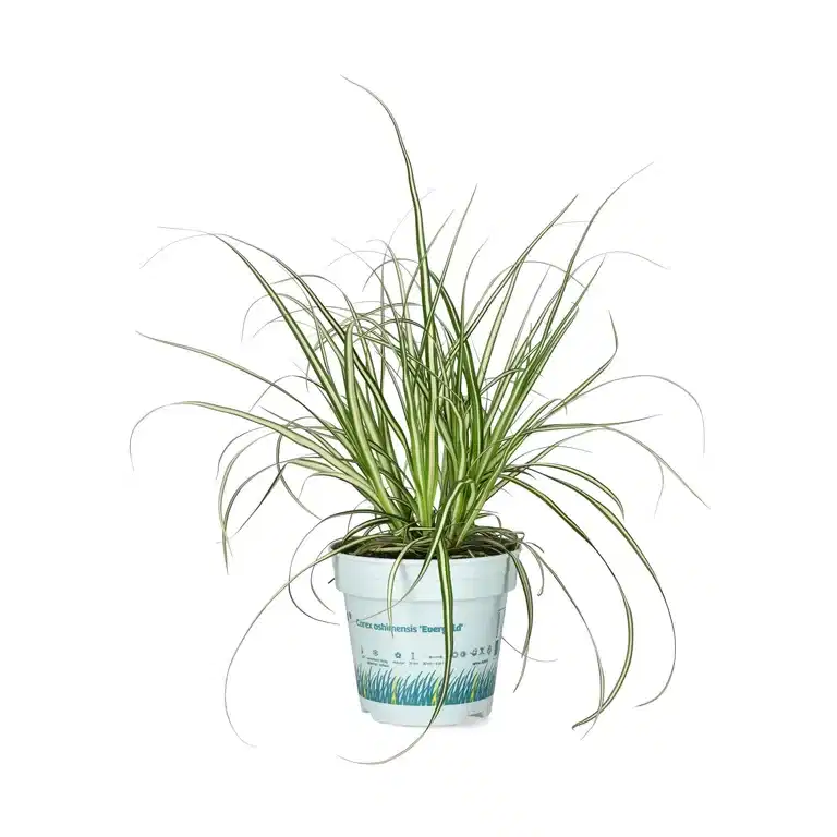 Carex 'Evergold' 10,5 cm
