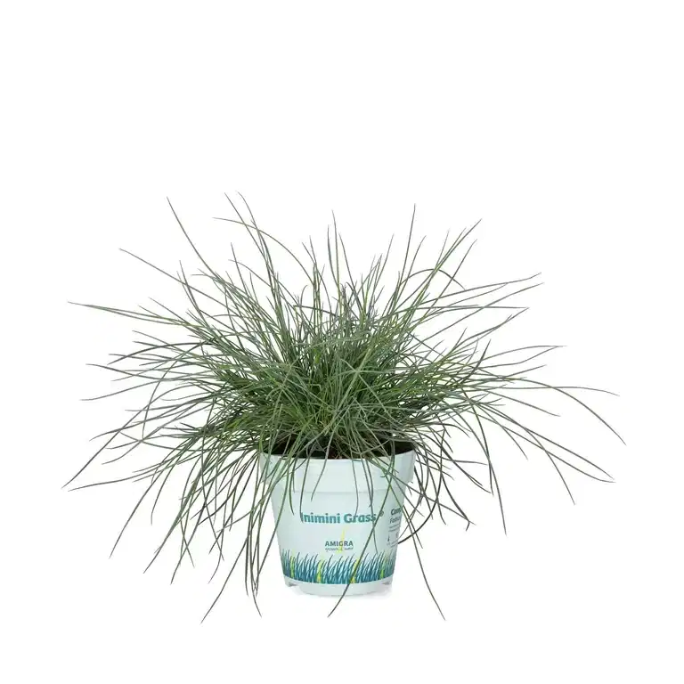 Festuca 'Compact Blue' 10,5 cm