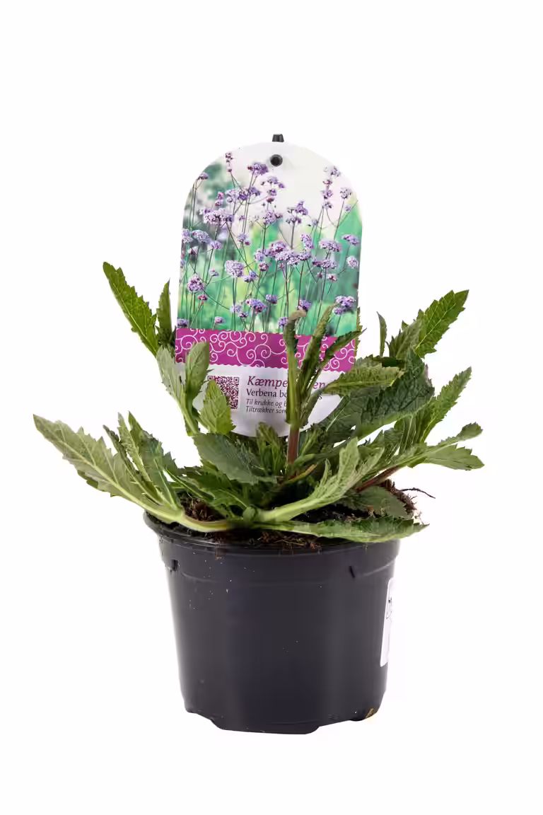 Jätteverbena