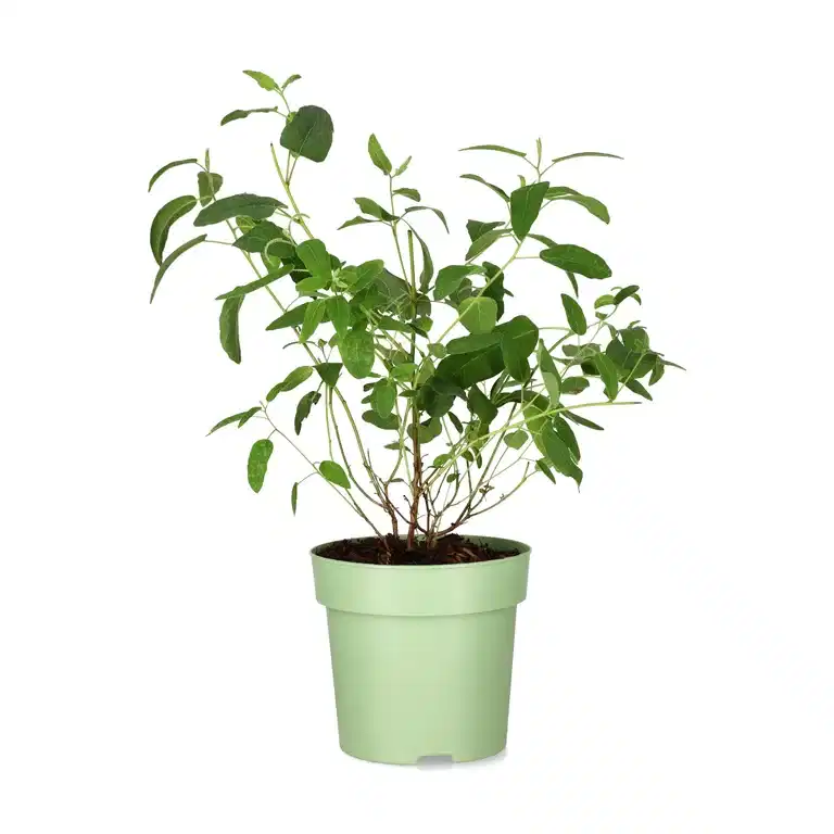 Eucalyptus 'Citriodora' 15 cm