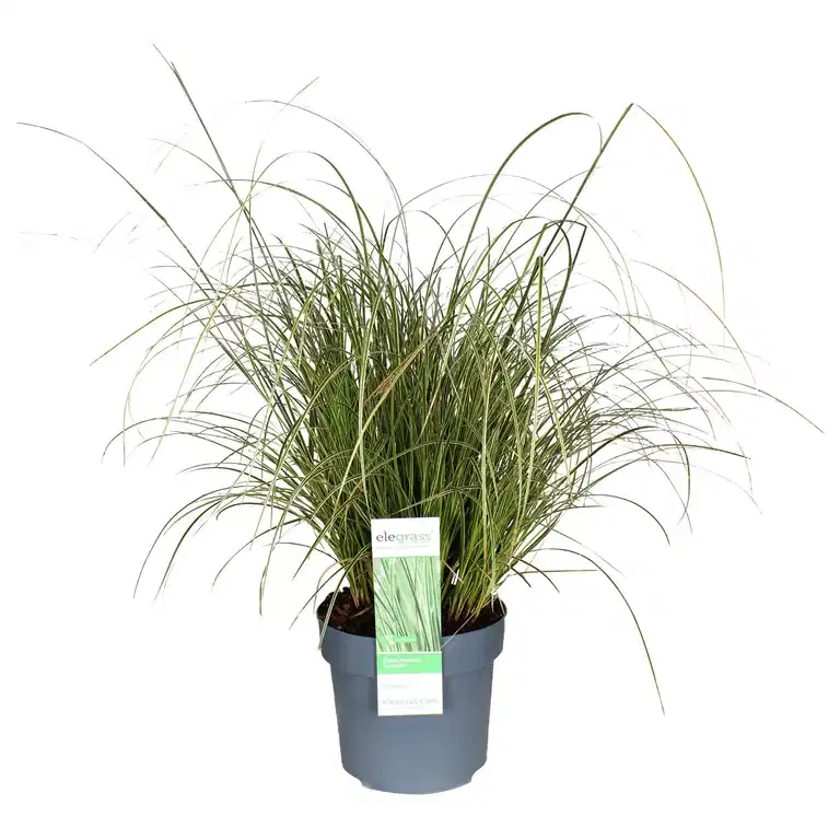Carex Brunea Variagata 19 cm
