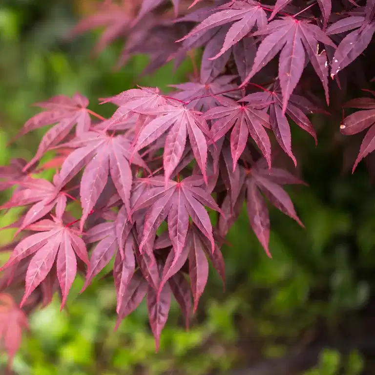 Acer palm. 'Bloodgood' 180-225cm 55cm